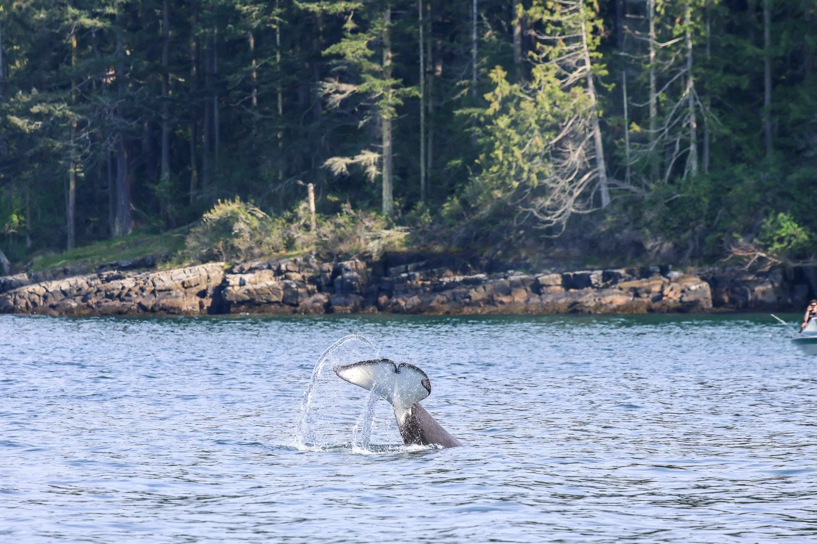 A whale's tail emerging from the water near a rocky shoreline with trees in the background, while a person in a boat is visible on the right side.