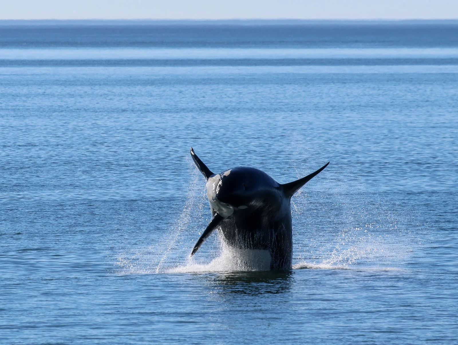 Orca whale breaching out of the water in the ocean with a clear blue sky.