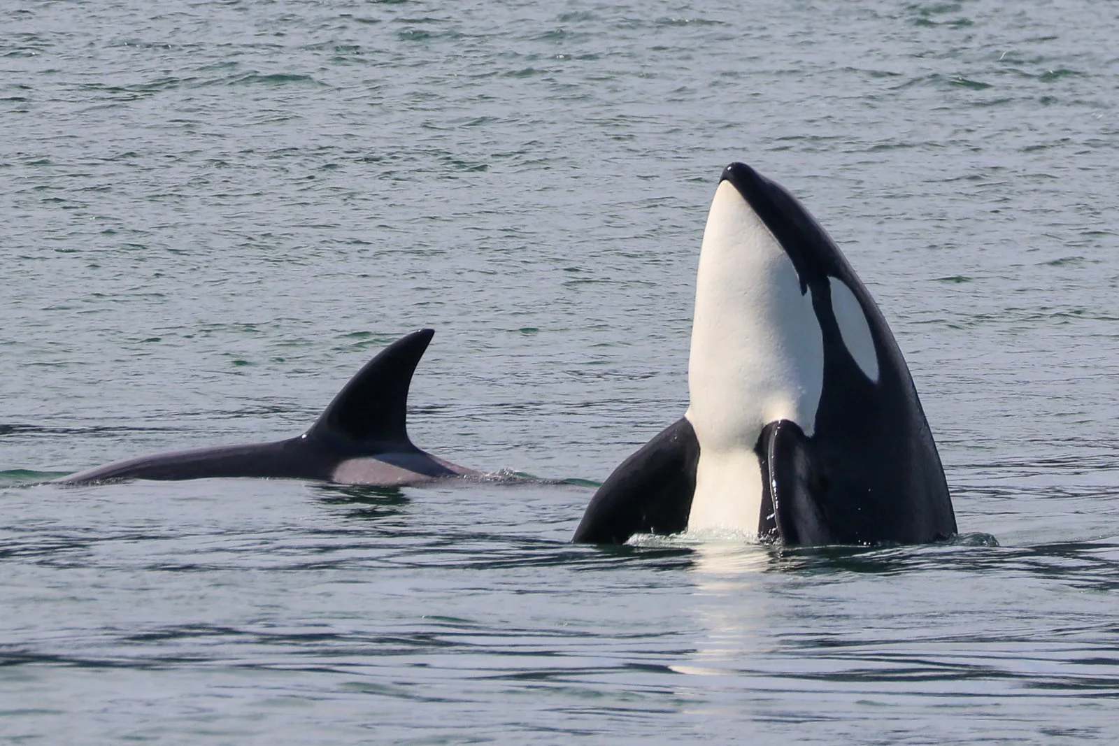 An orca whale breaching the ocean surface with part of its body and head visible, while another whale is partially submerged in the water.