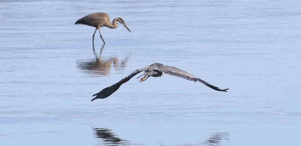 A heron standing in shallow water and a flying heron with wings spread over the water.