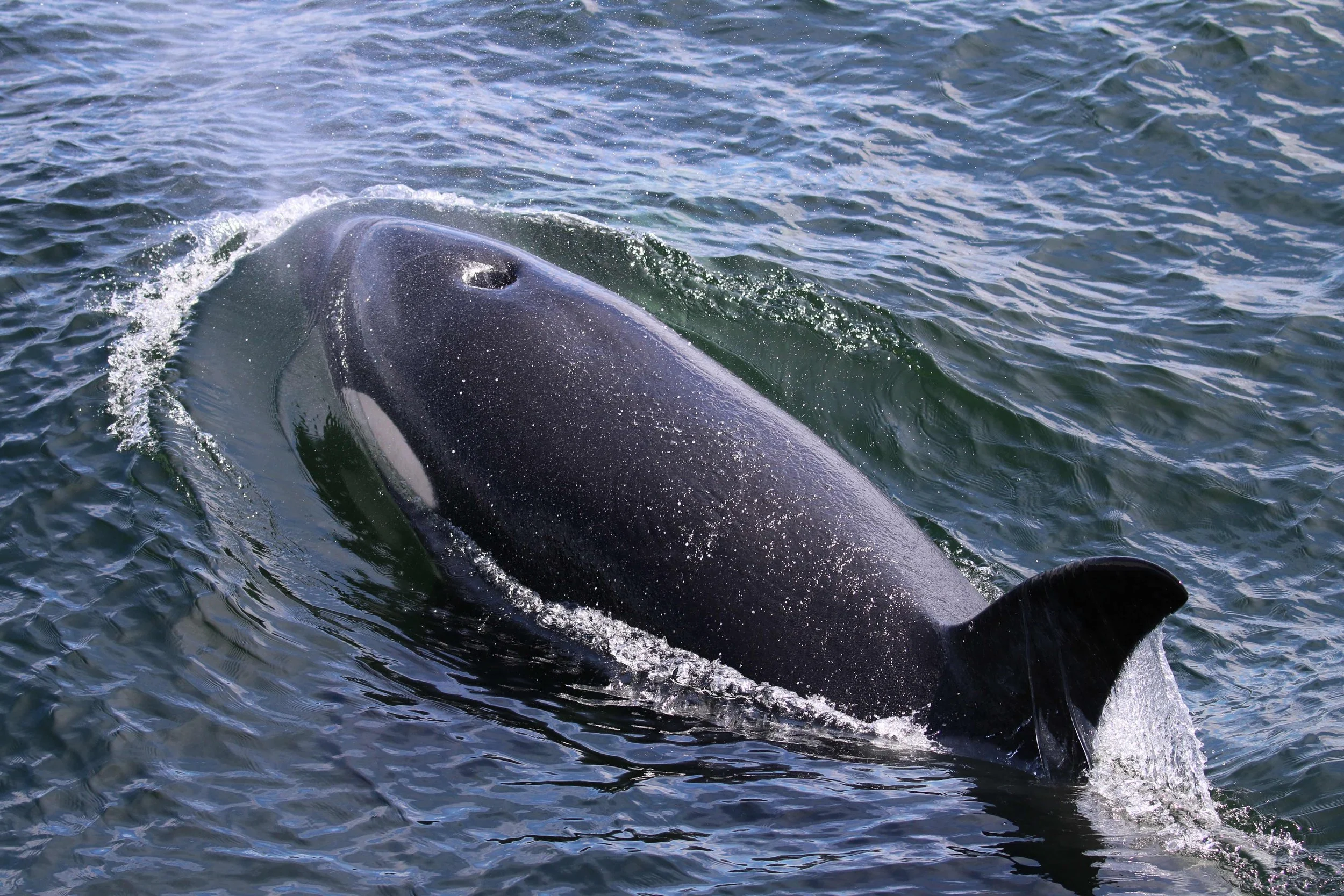 A whale surfacing in the ocean with water splashing around its head.