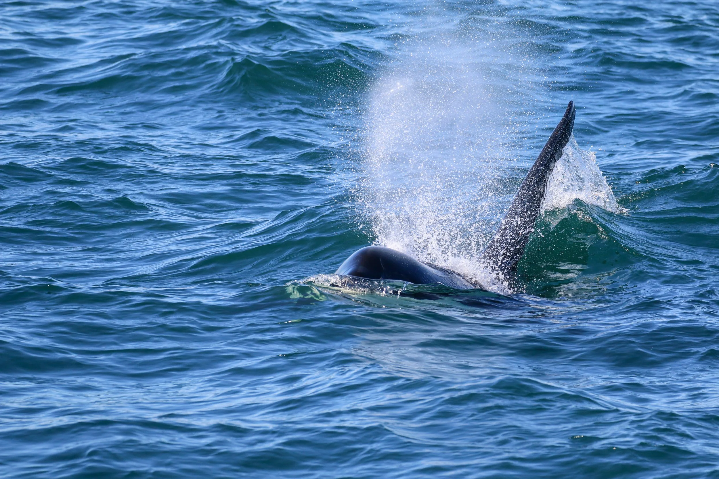 A whale fin emerging from the ocean with water splashing around it.