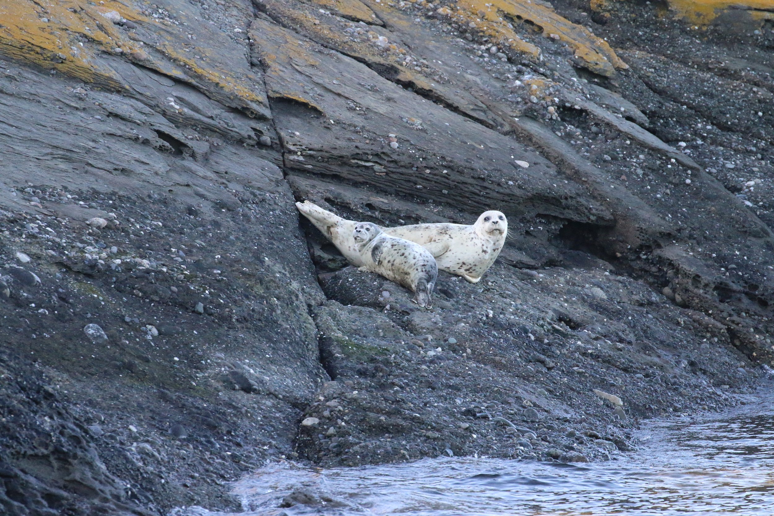 Two seals resting on a rocky shoreline near the water, with a steep rocky cliff in the background.
