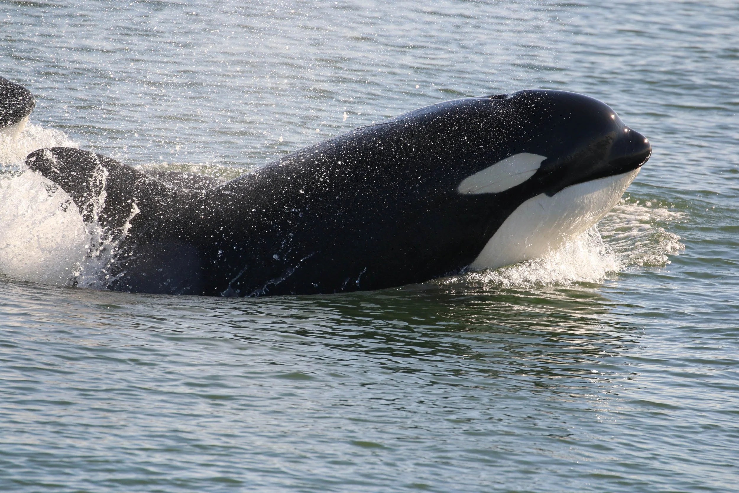 A close-up of a black and white killer whale swimming in the ocean, with water splashing around its head.