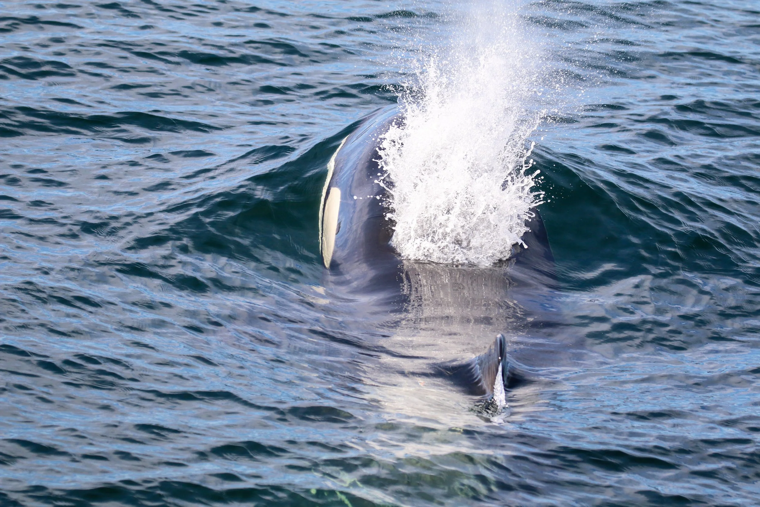 A whale breaches the ocean surface, creating a splash and waves as it surfaces near the water.