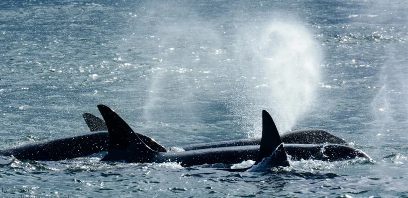 Two orca whales swimming in the ocean with dorsal fins protruding above the water surface.