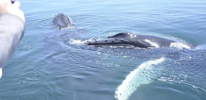 A whale approaching a boat in the ocean, with its head and part of its body visible above the water.