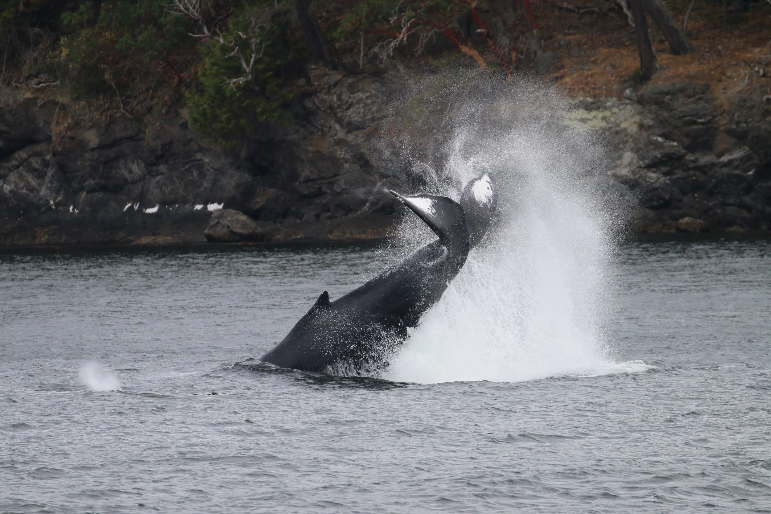 A whale breaches the surface of the water near a rocky coastline with trees.