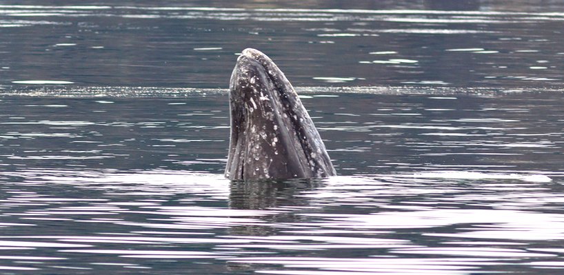 A gray whale breaching the water, with only its head visible above the surface.