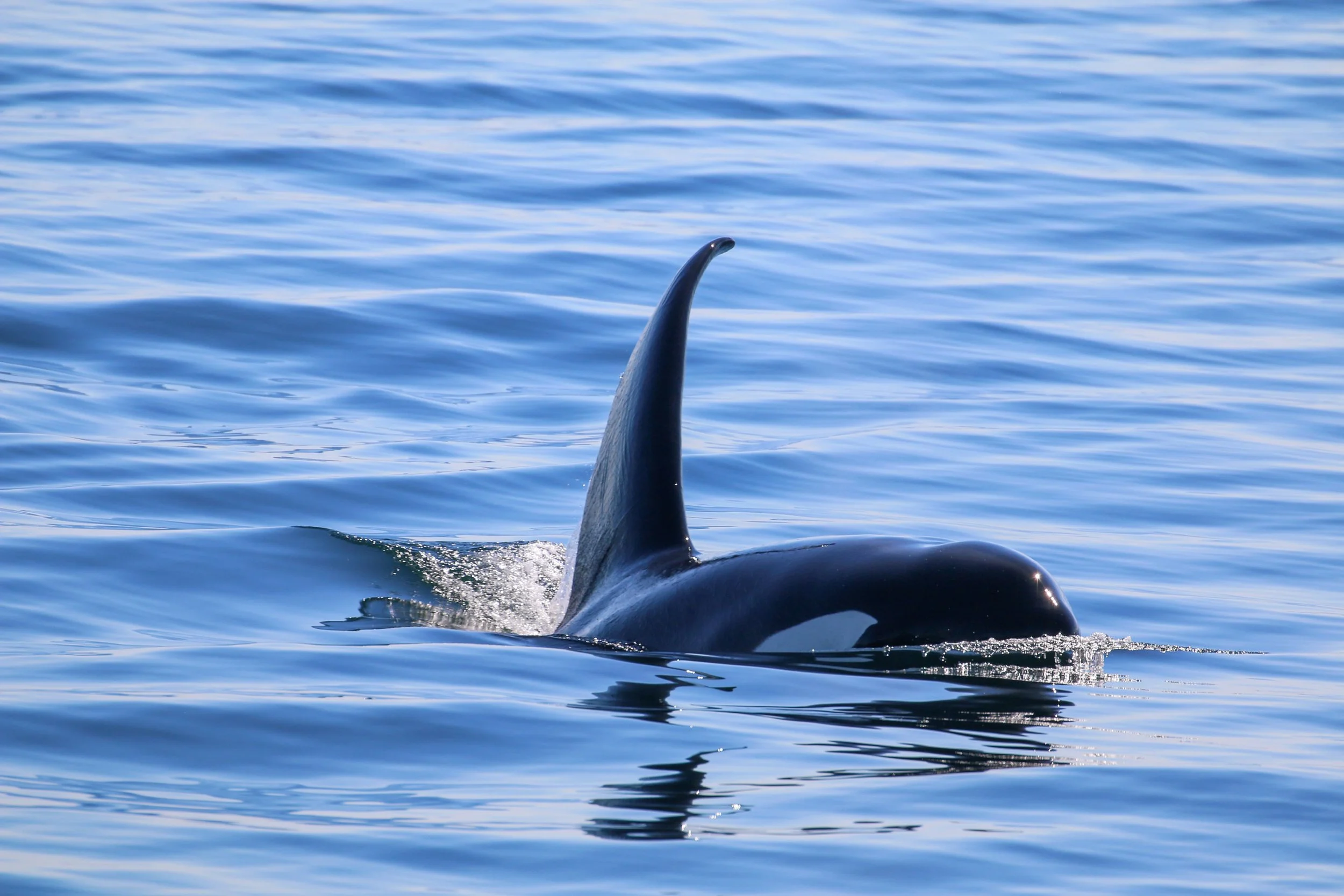 A dorsal fin of an orca whale rising above the surface of the ocean.