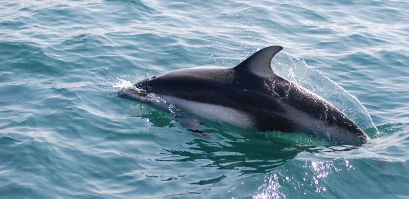 A dolphin swimming in ocean water.
