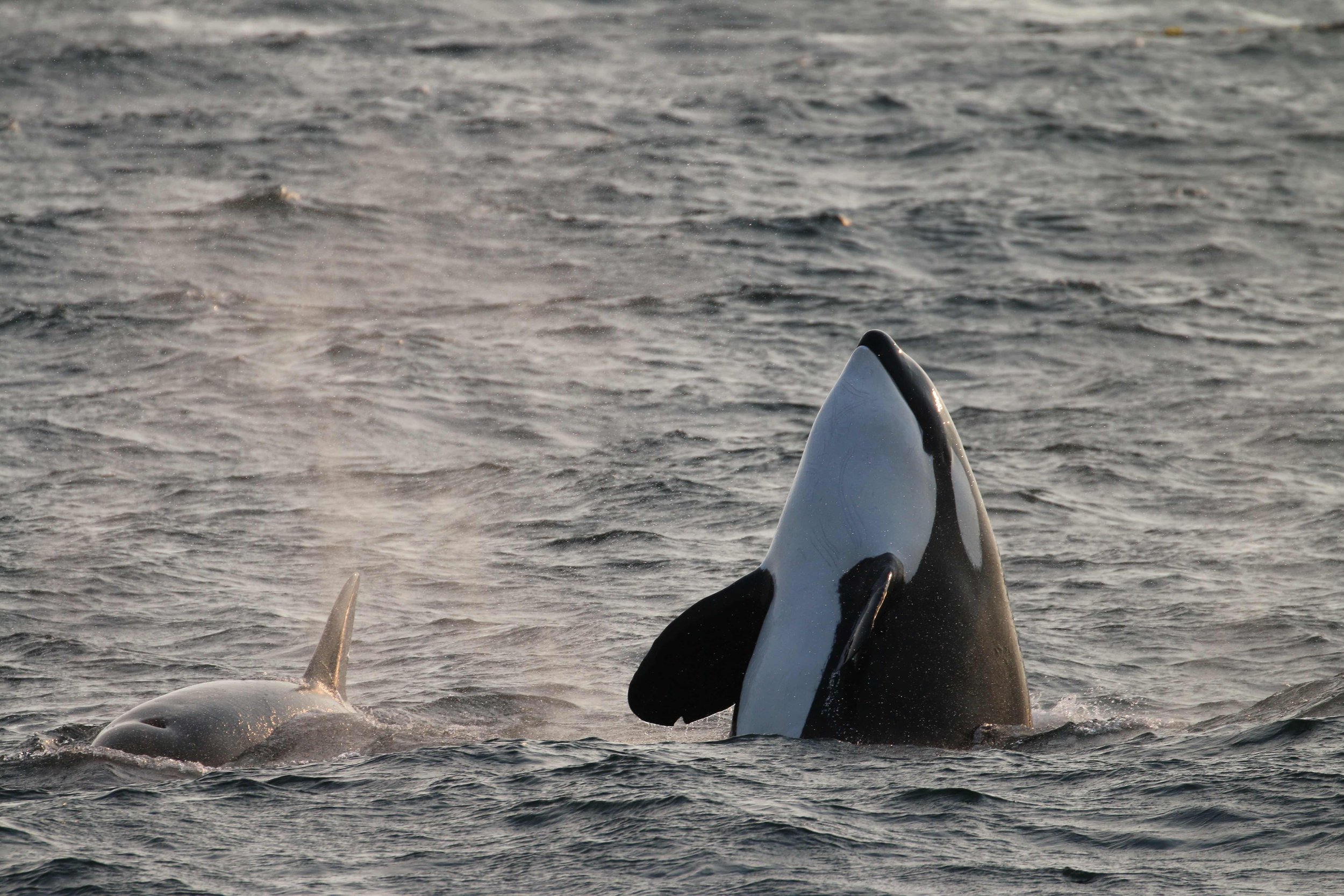 Orcas surfacing in the ocean with their dorsal fins visible above the water.