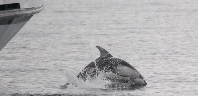 A dolphin breaching the water near a boat, with the water splashing around.