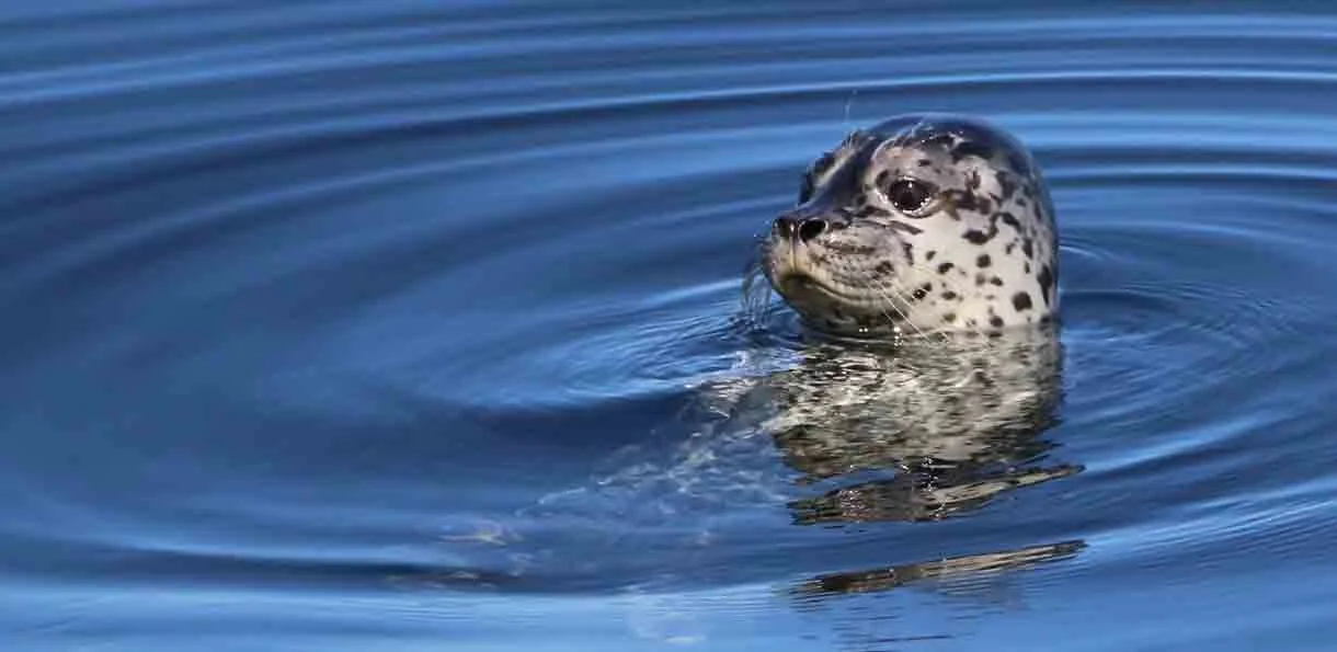 Harbor seal swimming in the ocean with only its head visible above water.