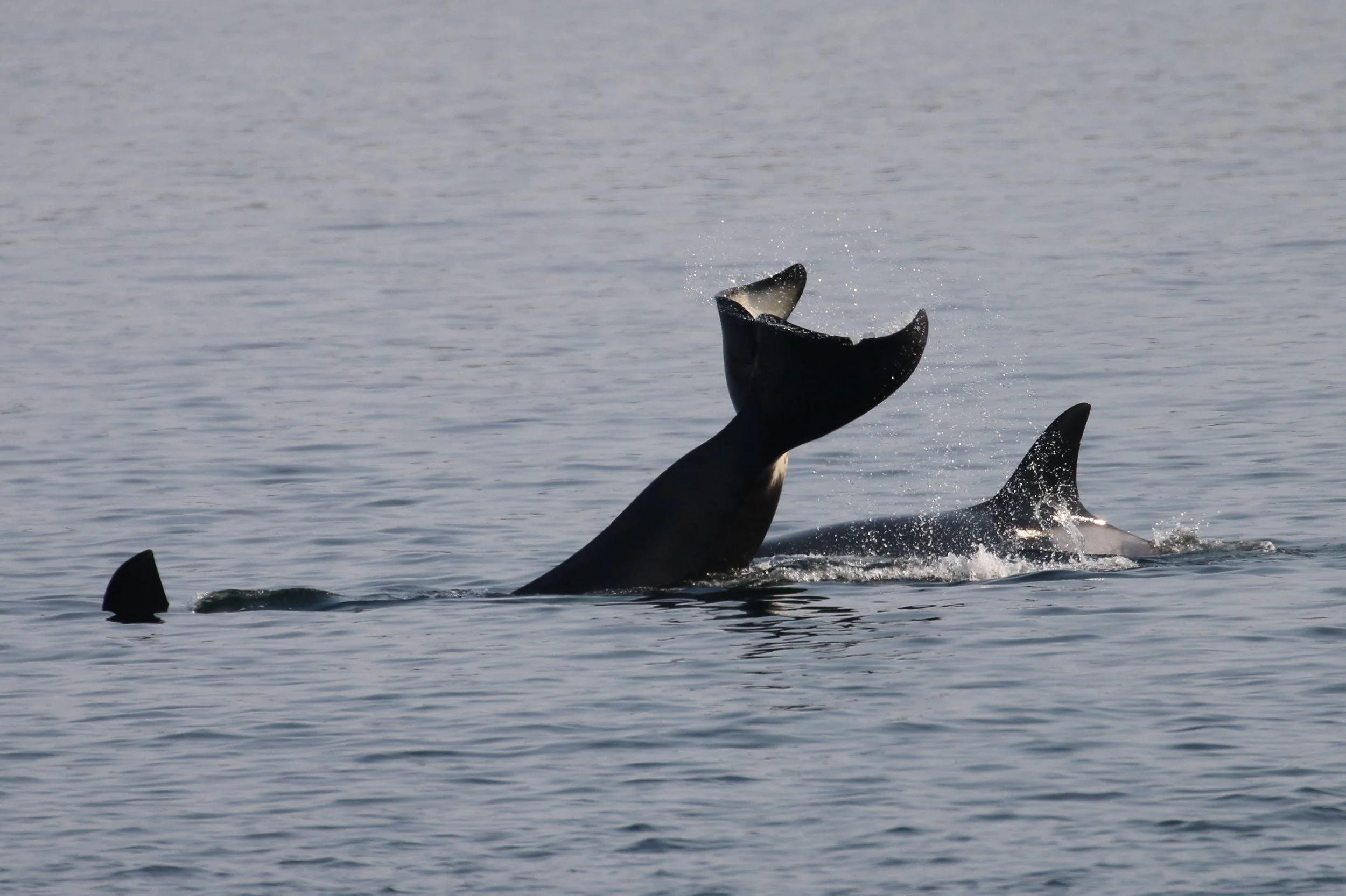 The image shows a whale breaching out of the water, with parts of its body visible and splashing water around.