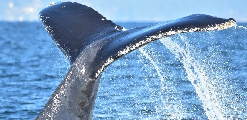 A whale's tail emerging from the ocean as it dives underwater, with water splashing around.
