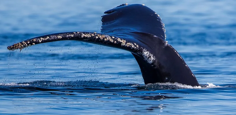 A whale's tail emerging from the ocean water.
