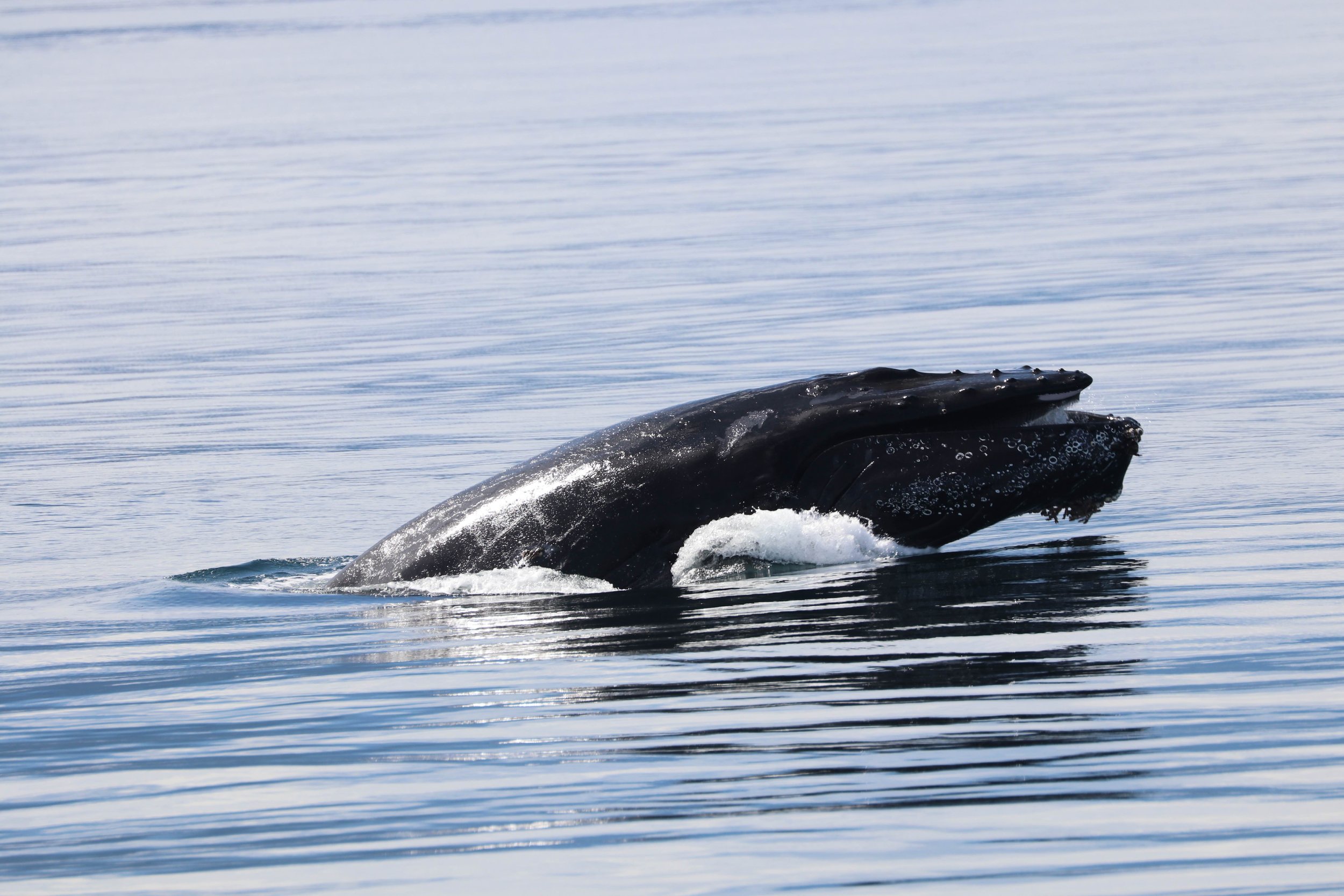 Close-up of a whale breaching the surface of the water with its head and part of its body visible.