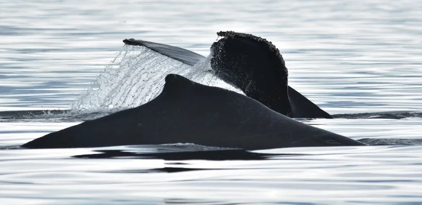 Whale surfacing in the ocean, showing its tail and part of its back.