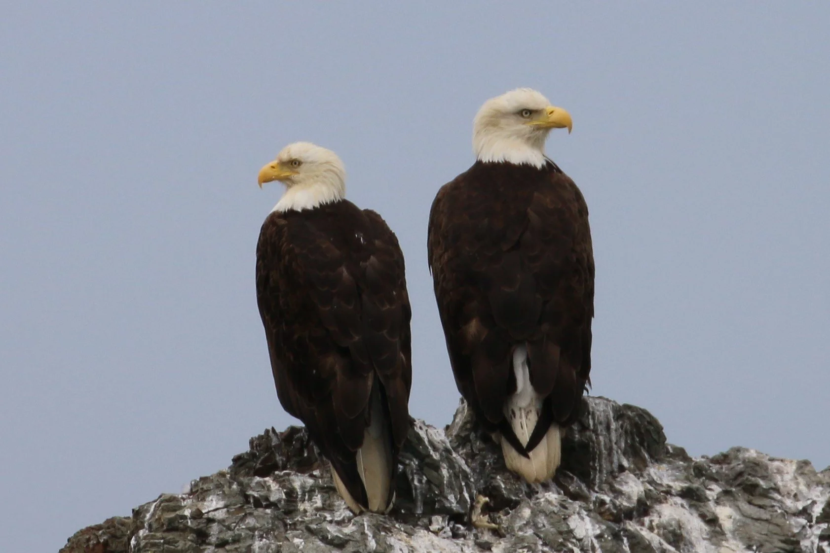 Two bald eagles perched on a rock against a cloudy sky.