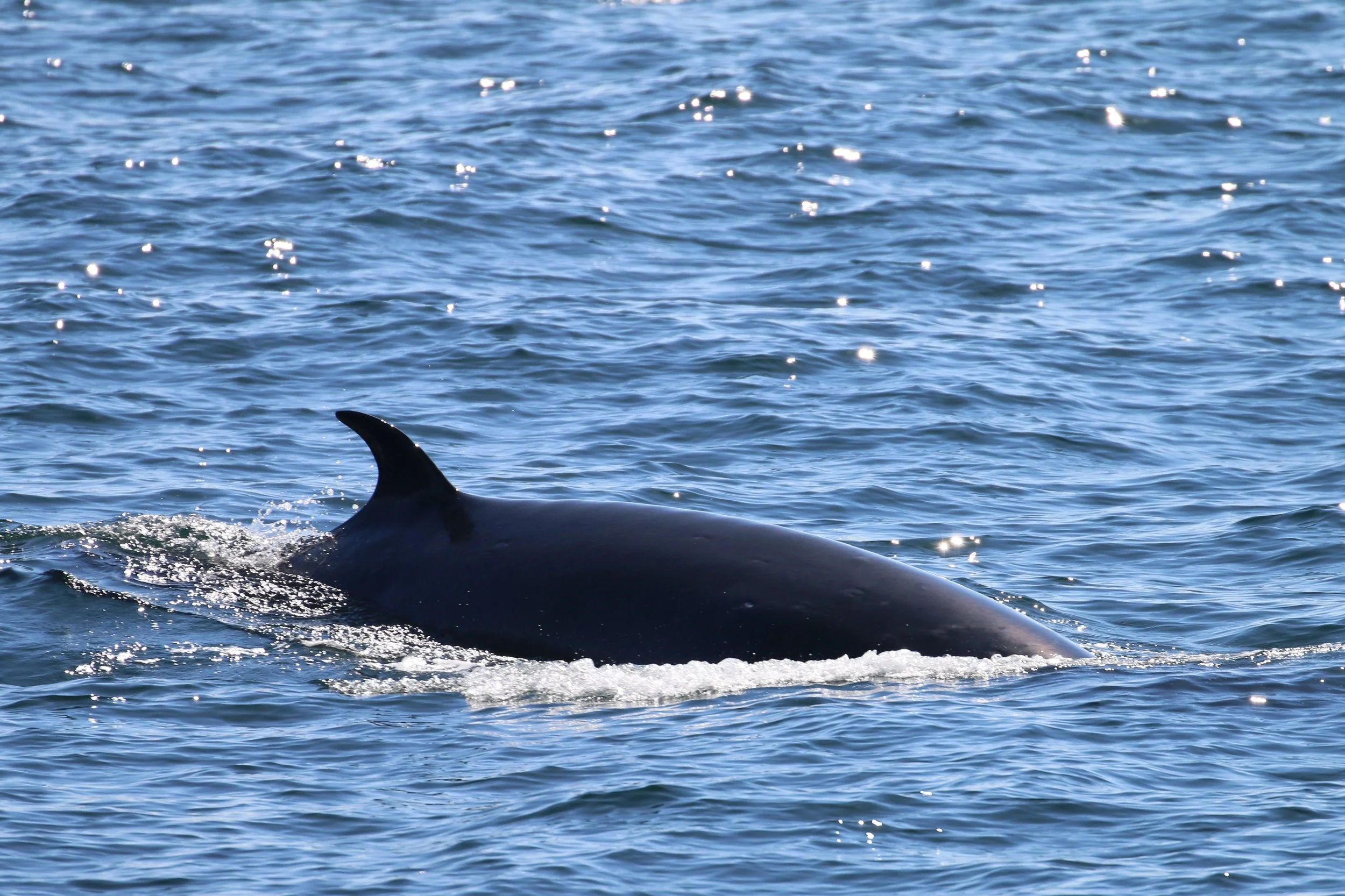 Part of a whale's back and dorsal fin emerging from the ocean water.