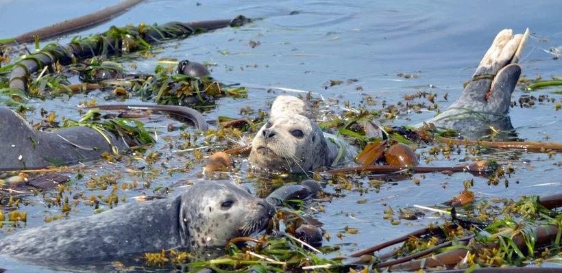Two seals swimming among seaweed in the water.