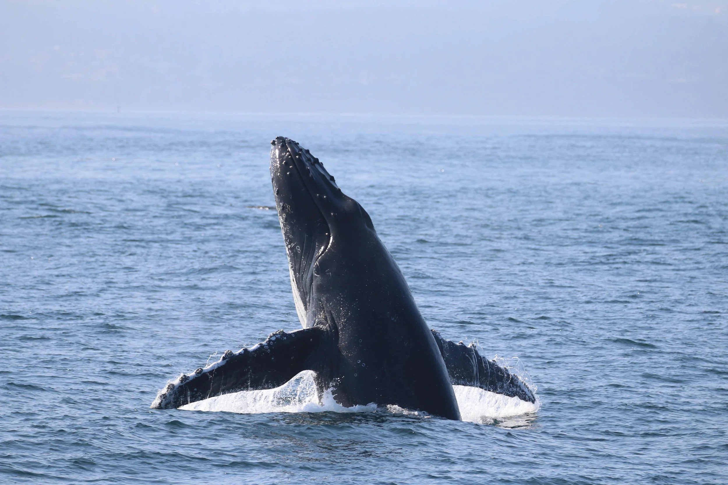 A humpback whale breaching the surface of the ocean with its head and part of its body visible, water splashing around.