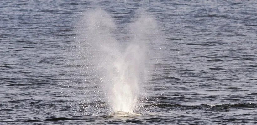 A whale spouting water from its blowhole in the ocean.