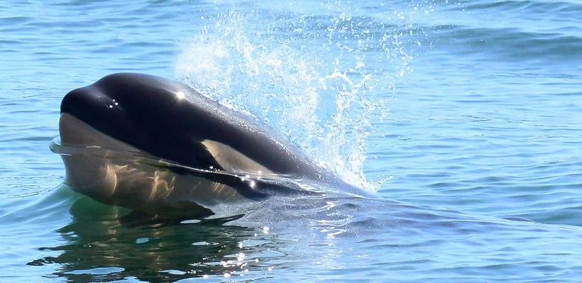 A whale breaching above the water surface in the ocean.