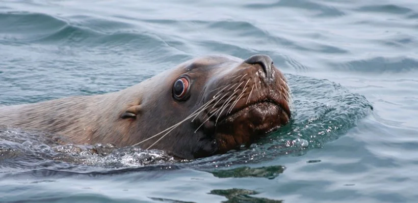 A seal swimming in the ocean with its head slightly above water surface.