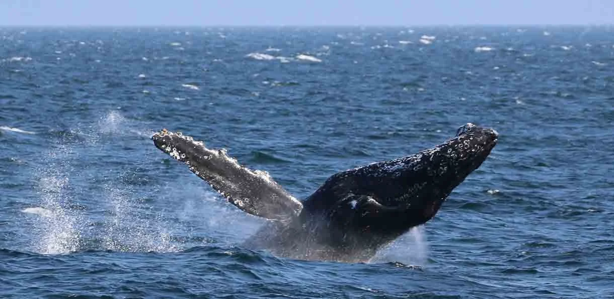 A humpback whale breaching the surface of the ocean with its tail fluke visible.