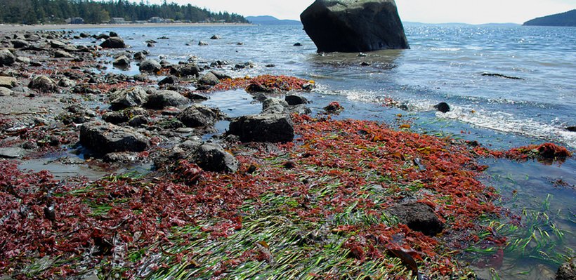 Rocky shoreline with seaweed and marine plants washing up on the beach, large rocks in the water and trees in the background under a clear sky.