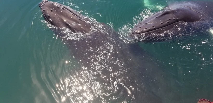 Two dolphins surfacing in the ocean, close together, with sunlight reflecting on the water.