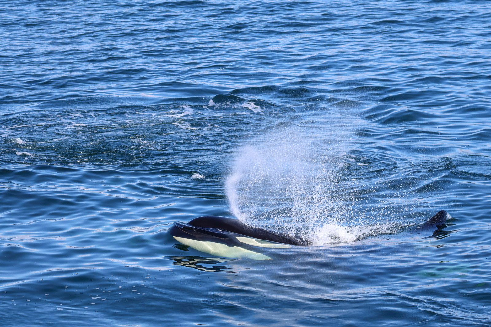 A whale is breaching the ocean surface, creating a splash with water spray in the blue sea.
