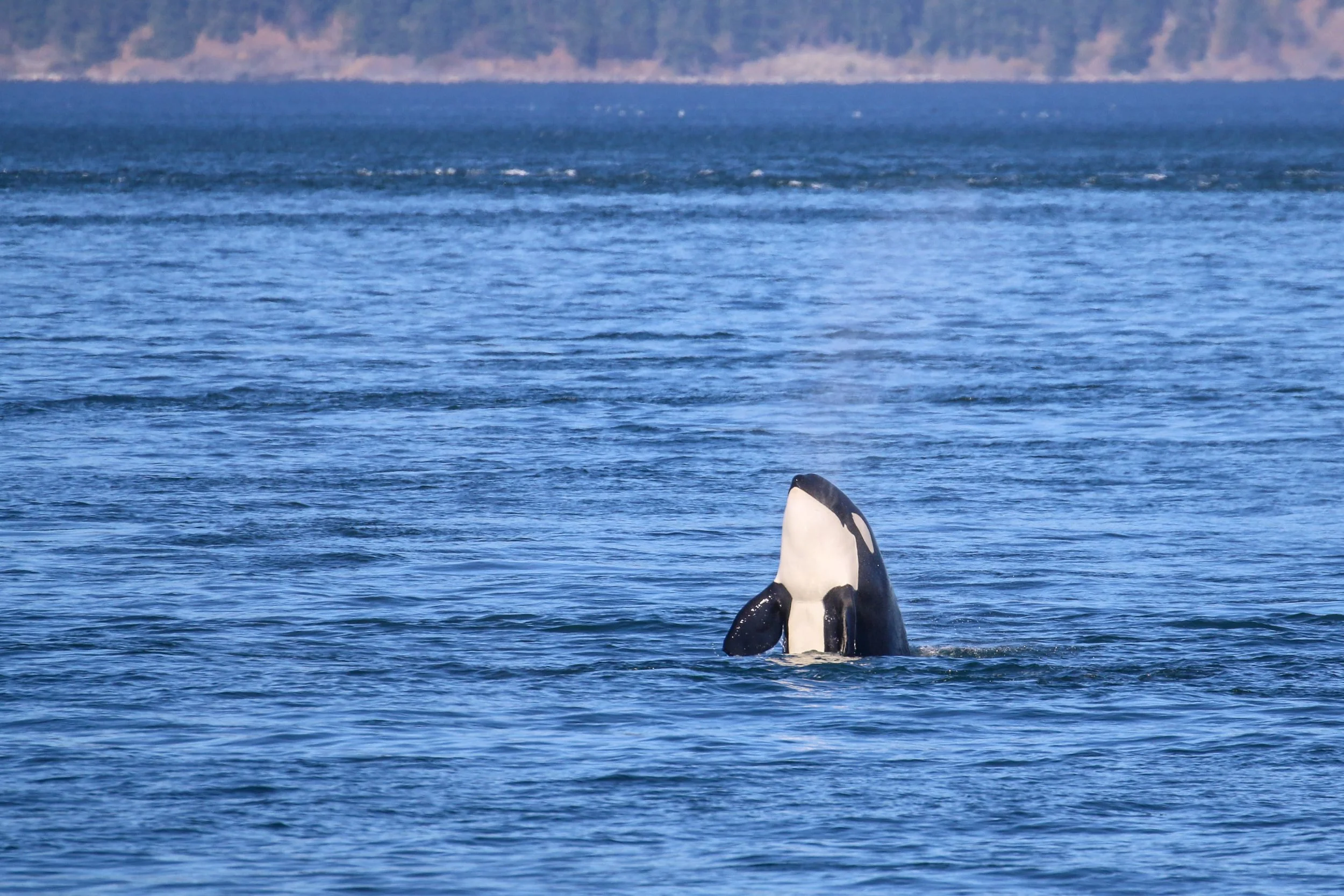 A killer whale's dorsal fin and part of its body emerging from the ocean with a distant landmass in the background.