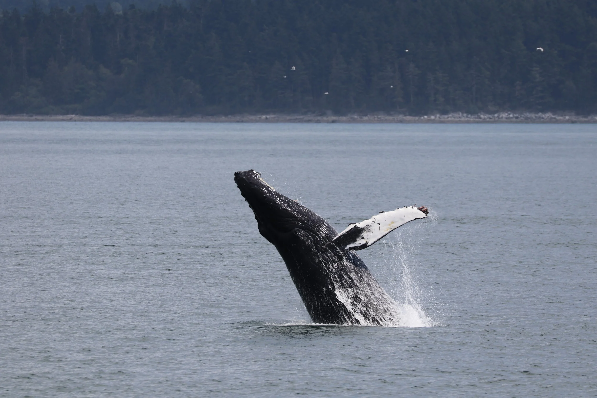 The image shows a whale breaching the surface of the ocean with its tail fluke above the water, and a forested coastline in the background.