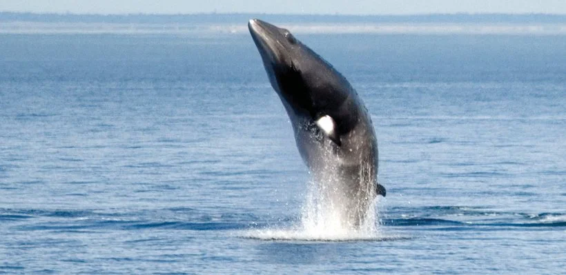A whale breaching out of the water in the ocean.