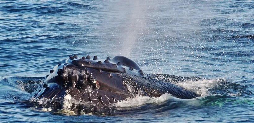 A whale surfacing in the ocean, showing its head and blowhole with water spray.