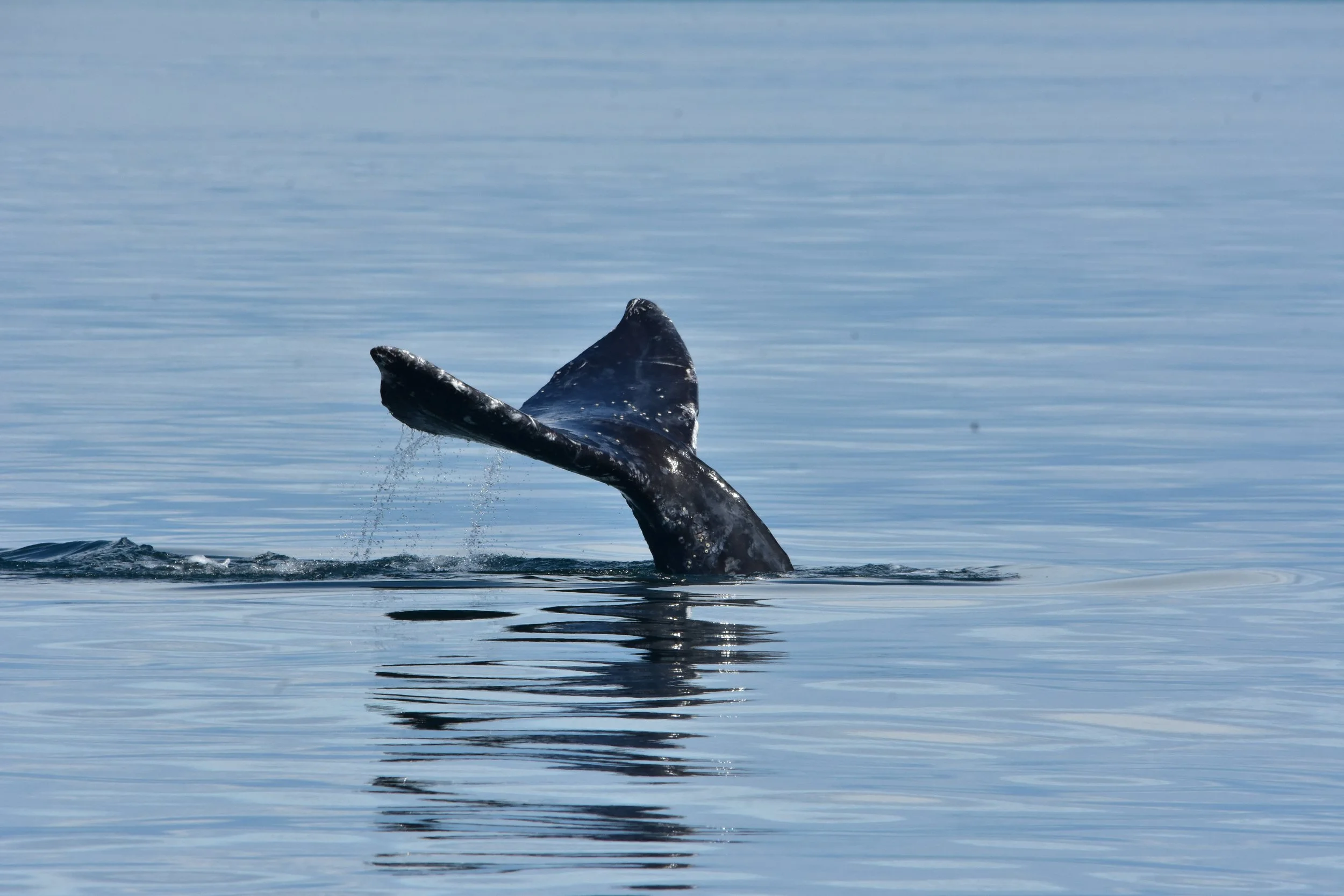 A whale's tail emerging from calm ocean water with a reflection on the surface.