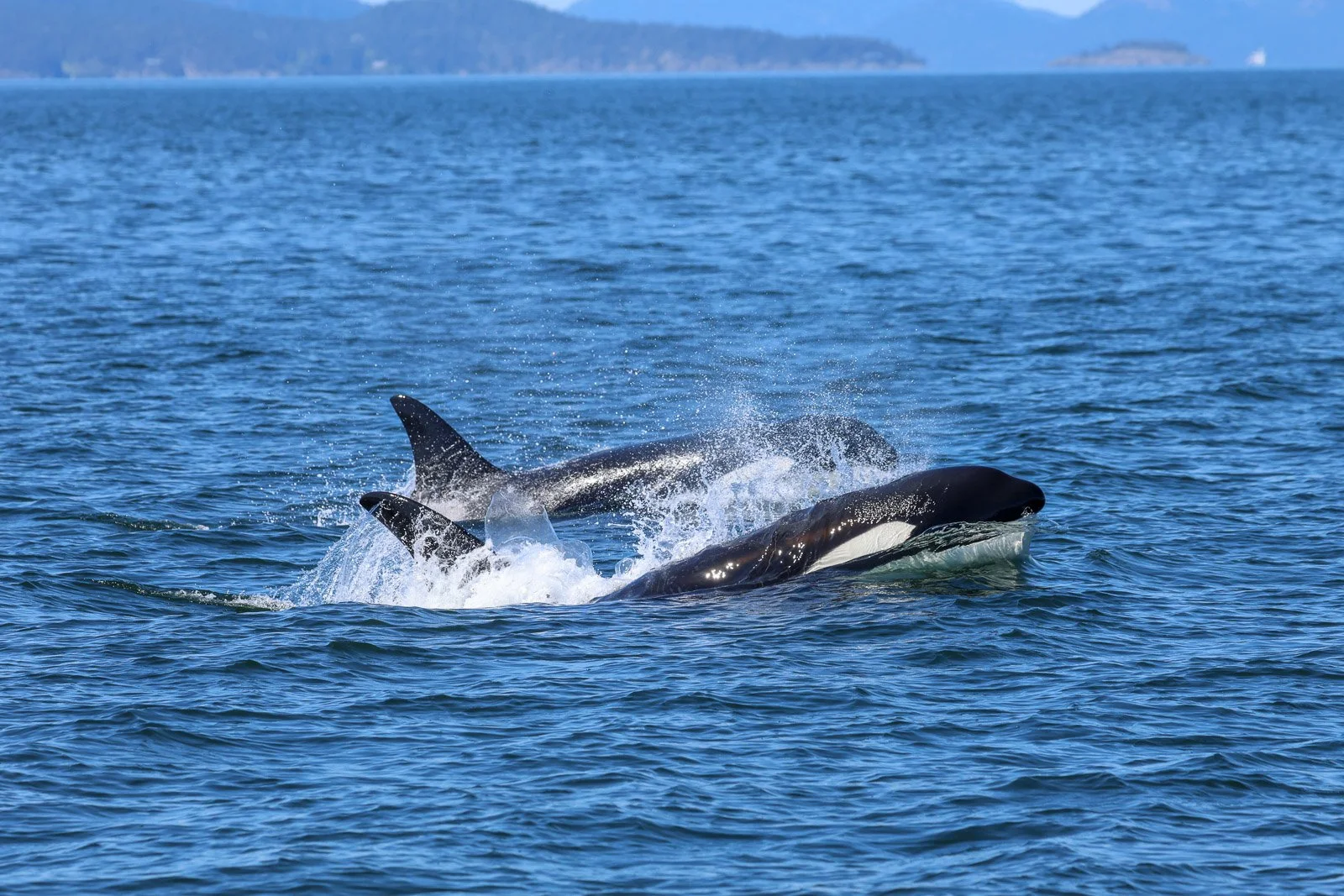 Three orcas swimming and breaching in the ocean with distant land in the background.