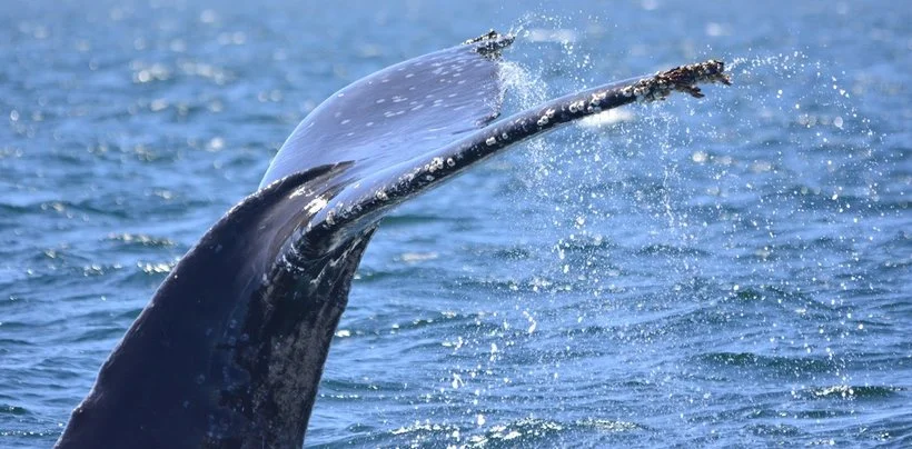 A whale's tail emerging from the ocean water during a breach jump.