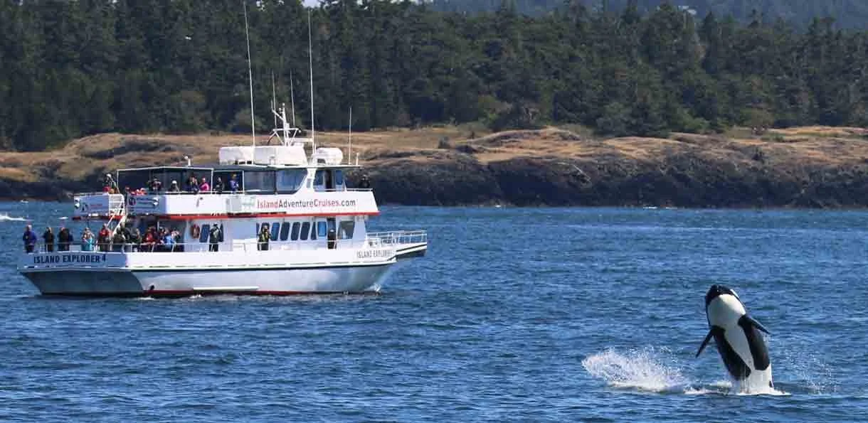 A whale jumping out of the water near a boat with tourists on board.