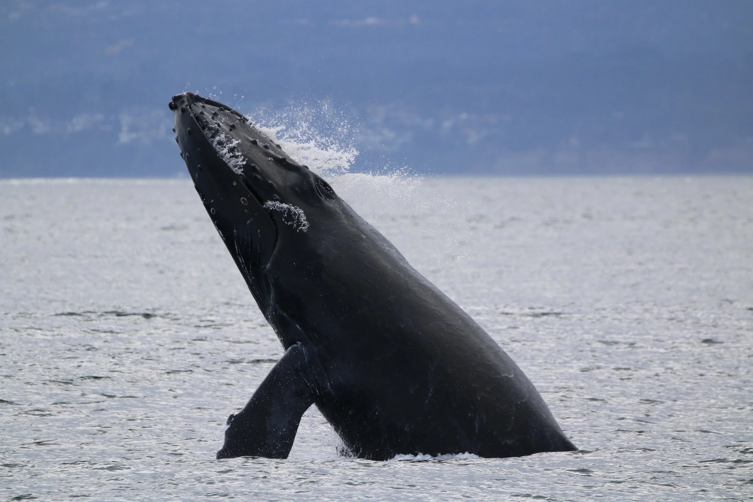 A humpback whale breaching the water with its head and upper body visible, water splashing around, in a body of water with a snowy landscape and mountains in the background.