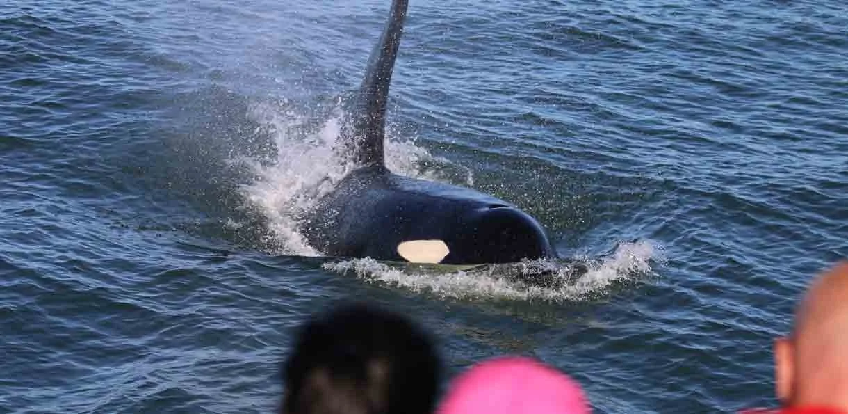 A killer whale surfacing in the ocean near a boat with people watching.