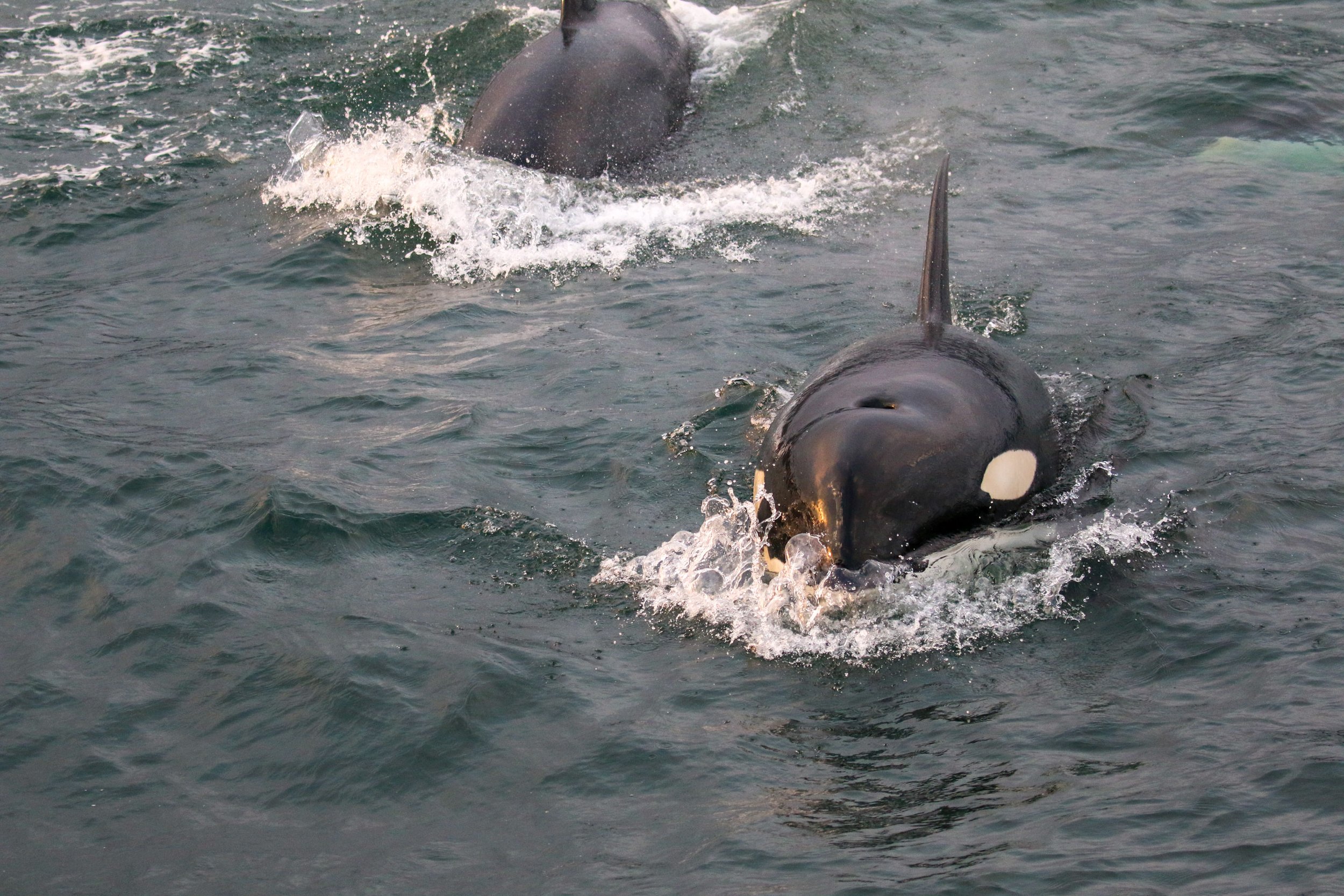 An orca whale surfacing in the ocean with its dorsal fin visible and water splashing around it.