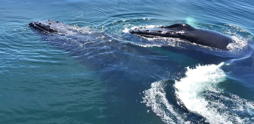 Two whales swimming together near the surface of the water