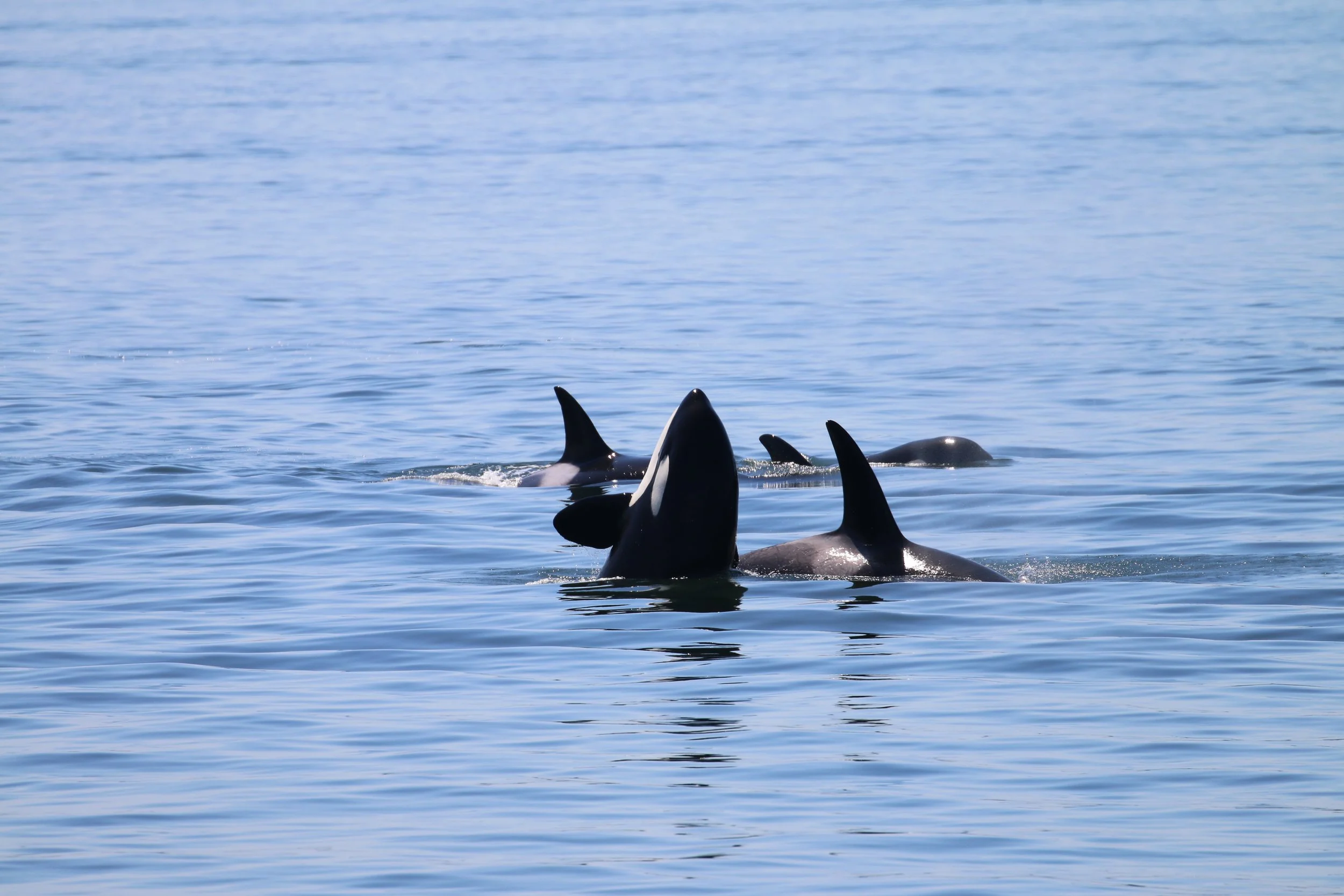 A group of orcas, or killer whales, swimming in the ocean with their dorsal fins visible above the water surface.