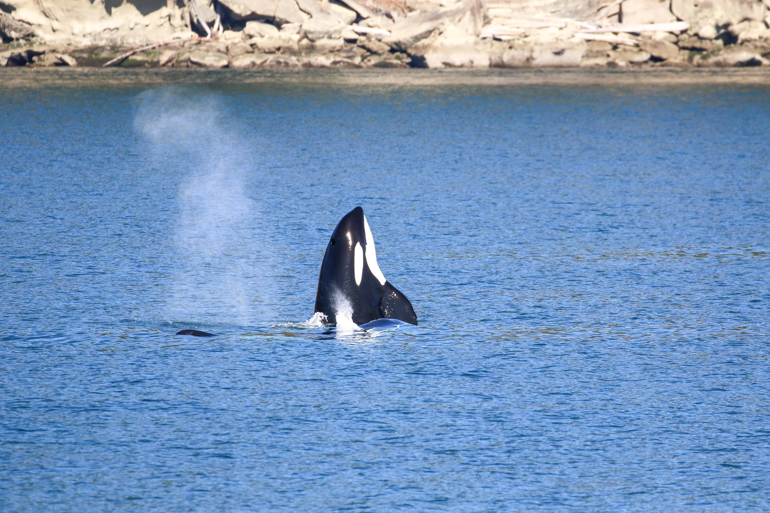 A killer whale leaps out of the water with part of its body visible above the surface, creating a splash. In the background, there are rocky shores and calm water.