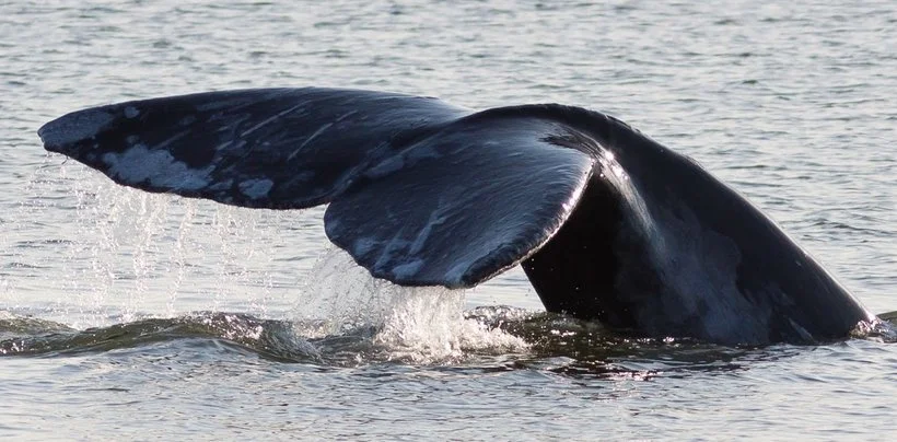 The tail of a whale emerging from the water.