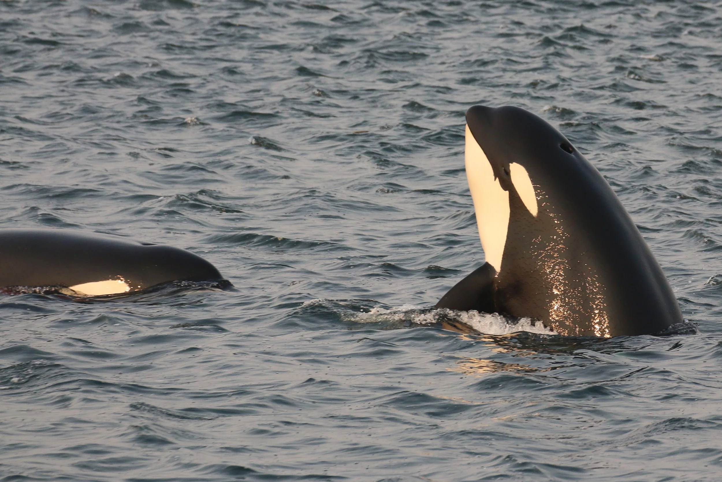 Orcas breaching the ocean surface near a rocky shoreline.